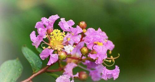 探寻宁波市花之洛阳桥梅花的美丽（宁波市花的起源）