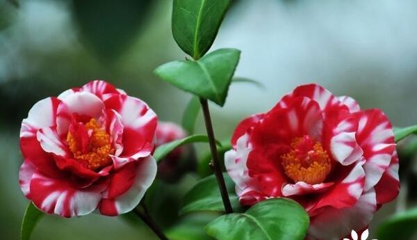 探寻宁波市花之洛阳桥梅花的美丽（宁波市花的起源）