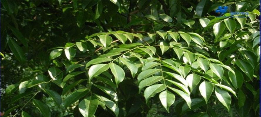 探秘牛角木——一种高端木材的魅力（从树木到木材的成长历程及其用途广泛的特点）