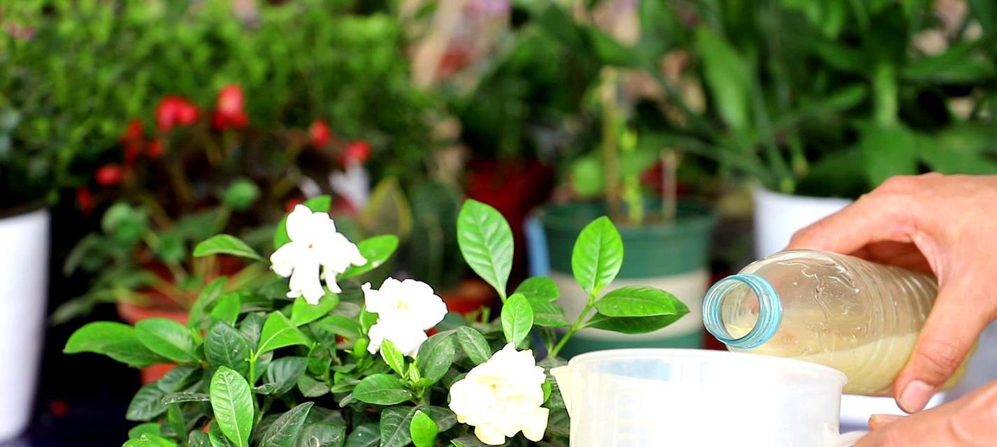 牛奶浇栀子花（谣言还是事实）
