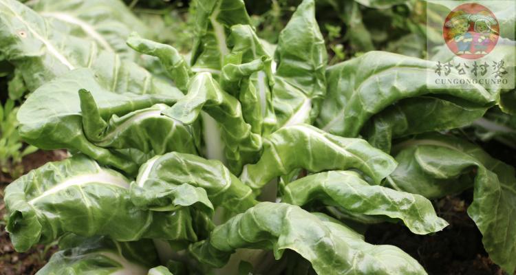 了解牛皮菜的秘密——从名称到营养