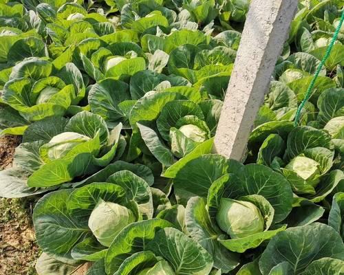 牛心包菜种植时间和方法全面指南（从种子选购到收割）