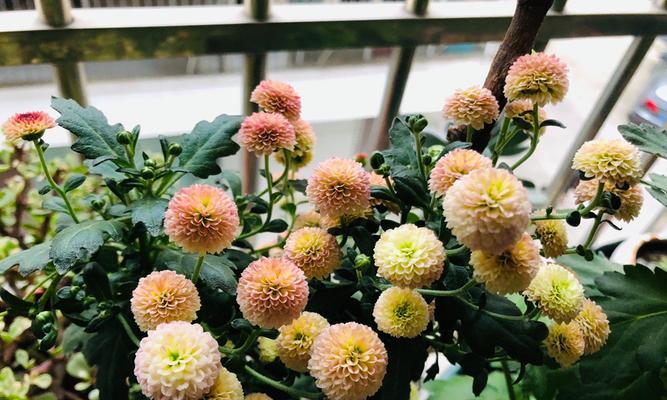 扭扣菊怎么浇水（科学浇水方法让扭扣菊更美丽）