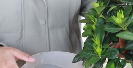 农村自来水浇菜实用性分析（自来水浇菜的优点和注意事项）
