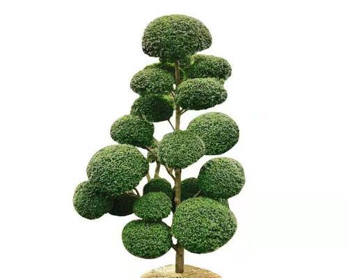 女贞盆景的养护方法（打造精致盆景花样美化家园）
