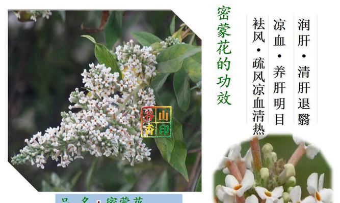 糯米的成熟和上市时间（探寻糯米的成熟过程和上市规律）