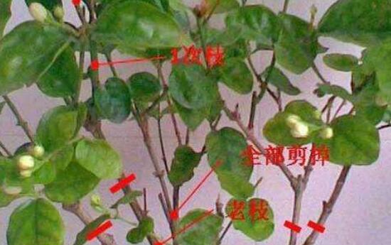 如何正确修剪欧月（掌握欧月修剪技巧）