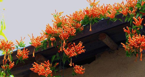 探寻爬墙花卉美丽的奥秘（从选购到养护）