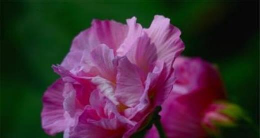 芙蓉花——美丽与坚韧并存的象征（芙蓉花的花语及其深层含义）