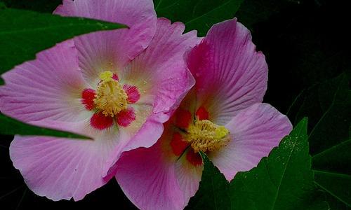 芙蓉花的花语与寓意（探寻芙蓉花的象征与内涵）