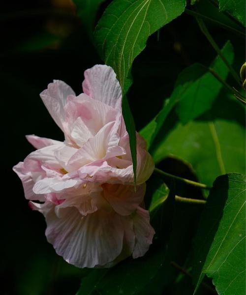 木芙蓉传说（木芙蓉花语与其神奇传说）