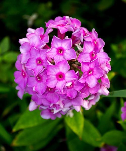 探寻福禄考花语的深层意义（解码福禄考花语之谜）