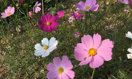 格桑花（格桑花花语与寓意）
