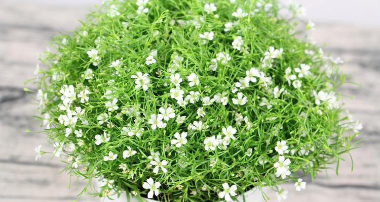 满天星花语（以花开为证）