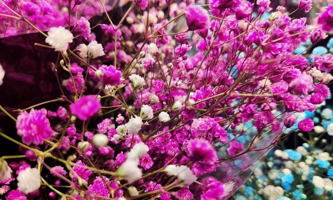 满天星花语（以花开为证）