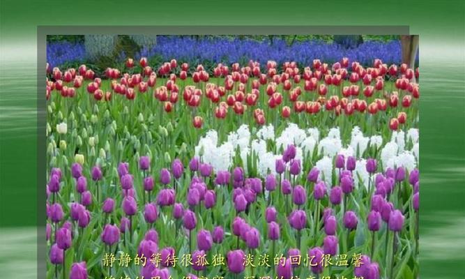 花语（美丽花朵背后的深情告白）