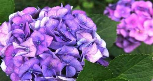 花语与寓意（花语传情）