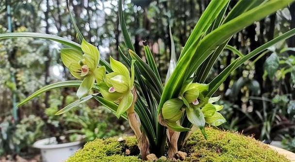 各种兰花花语大全（探索兰花花语与情感的纽带）
