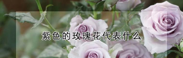 玫瑰花语之美（探索玫瑰花语的奥秘）