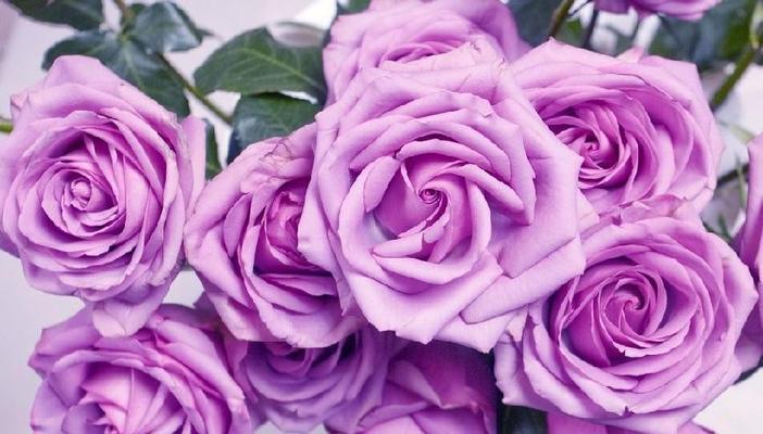 玫瑰花语之美（探索玫瑰花语的奥秘）