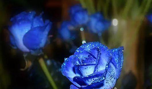 玫瑰花色的寓意与象征（解析玫瑰花色的意义与情感）