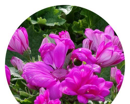 瓜叶菊花语-向幸福的阳光致敬（用花语传递希望与美好的瓜叶菊花）