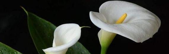 缤纷海芋花语（美丽的花语）