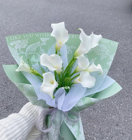 海芋传说（探寻海芋的神秘力量和浪漫传说）