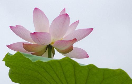 荷花之美与精神意义（荷花的涵义和象征）