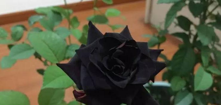 黑玫瑰的花语与寓意（探究黑玫瑰的含义及象征）