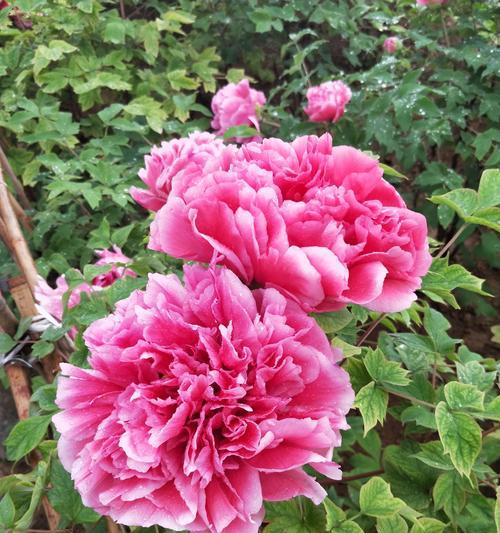 黑牡丹花语（黑牡丹花语揭示内心的深情与矛盾）