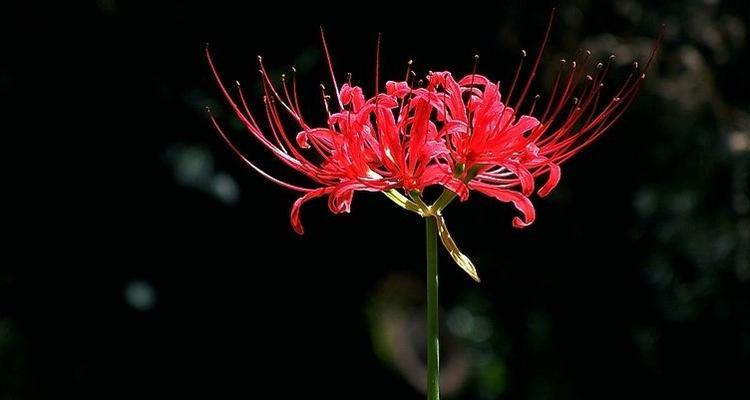神秘的黑色彼岸花花语（探索黑色彼岸花的意义与传说）