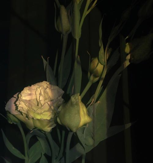 黑色桔梗花语的美丽寓意（探寻黑色桔梗花背后的神秘力量）