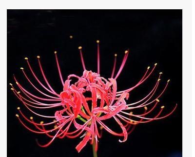 黑色曼陀罗花语与传说（神秘而致命的花朵）