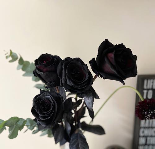 黑色玫瑰的象征意义——隐藏的美丽（以黑色玫瑰为主题的花语探究）