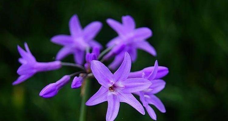 黑紫色马蹄莲花语（探寻黑紫色马蹄莲的深刻寓意与迷人之处）