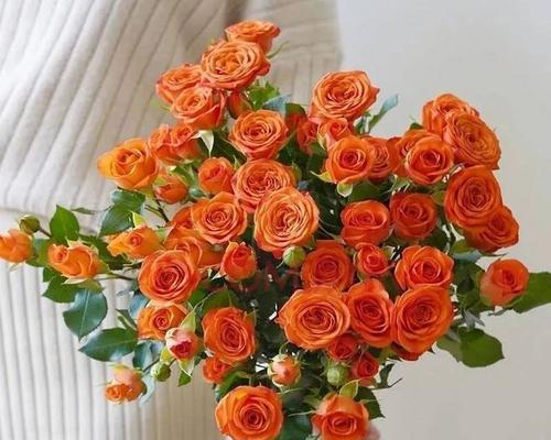 红丁香花语——爱的承诺（红丁香）