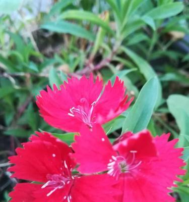 红丁香花语——爱的承诺（红丁香）