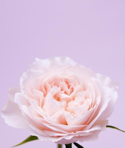 红丁香花语——爱的承诺（红丁香）