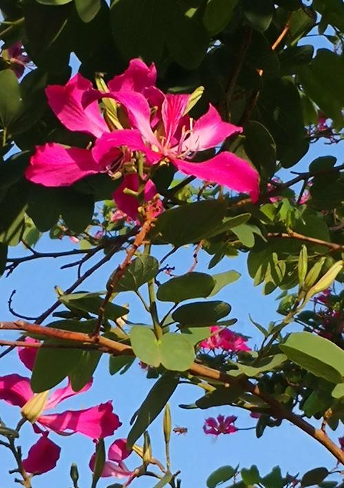红花羊蹄甲的花语（探寻红花羊蹄甲的美丽与寓意）