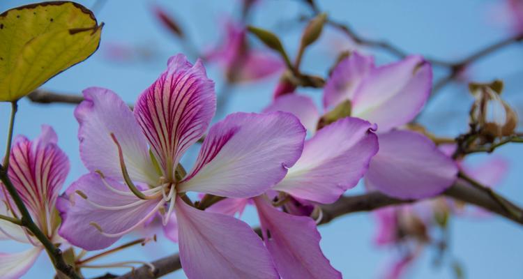 红花羊蹄甲的花语（探寻红花羊蹄甲的美丽与寓意）