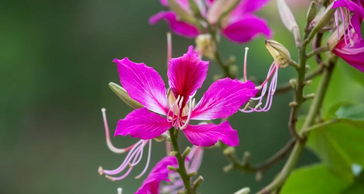 红花羊蹄甲的花语（探寻红花羊蹄甲的美丽与寓意）