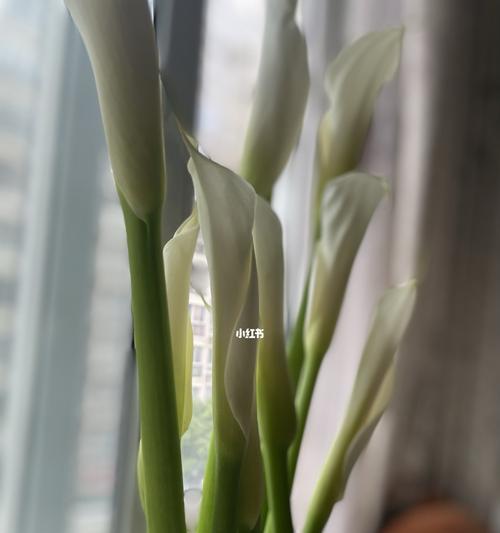 红马蹄莲的花语与寓意（红马蹄莲）