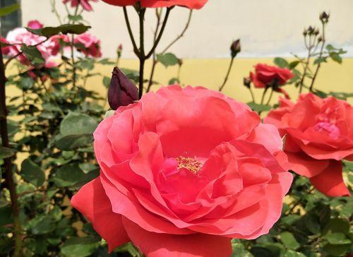 红色月季花语（从红色月季花语看纯洁的爱）