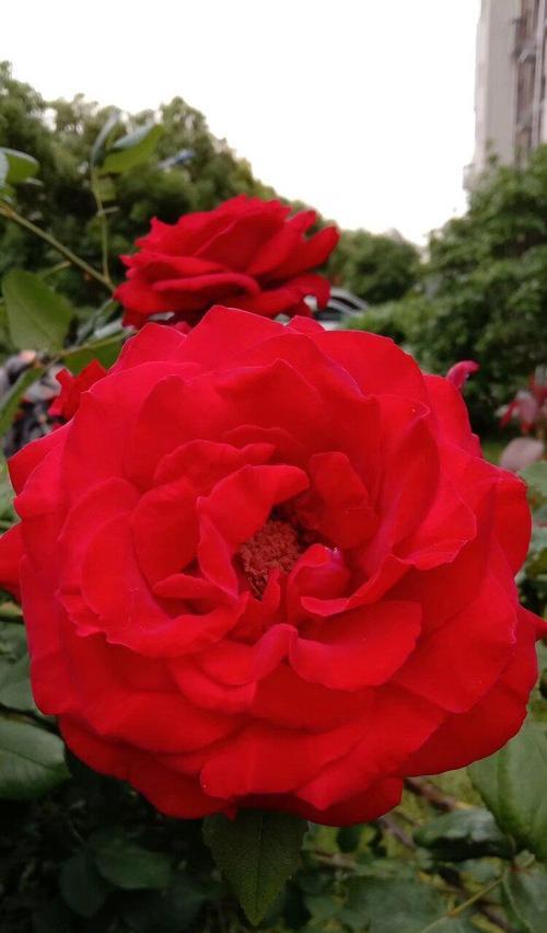 红色月季花语（从红色月季花语看纯洁的爱）