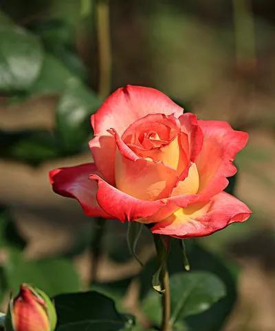 红月季花语（浪漫神秘的红月季）