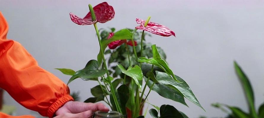 红掌花的花语及象征（探索红掌花的深意）