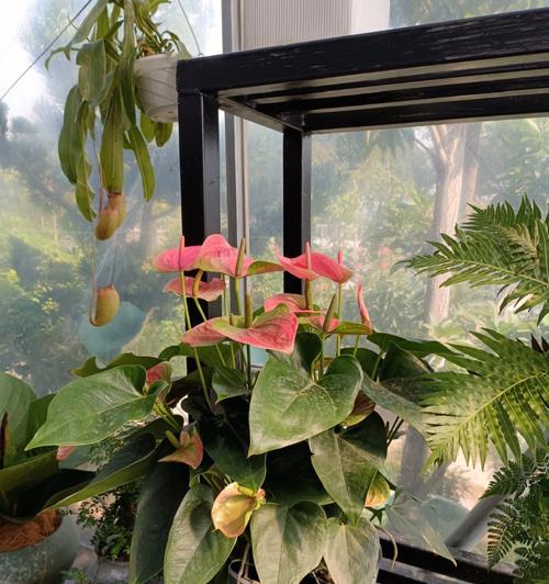 红掌花的花语及象征（探索红掌花的深意）