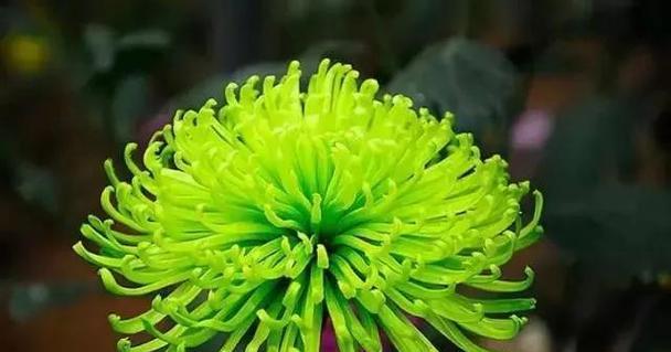 绿玫瑰之美（探索绿玫瑰的神秘花语）