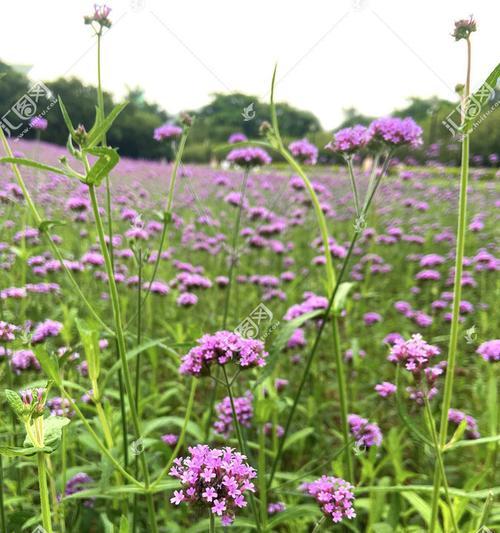 以马鞭草的花语和寓意（探索以马鞭草的神秘之美）